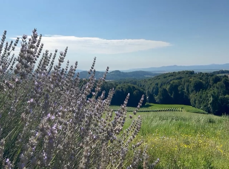 Sunset over the meadows and vineyards at Mestni Hill