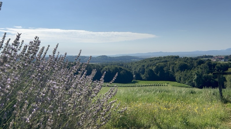 Lavender and vineyards on the estate