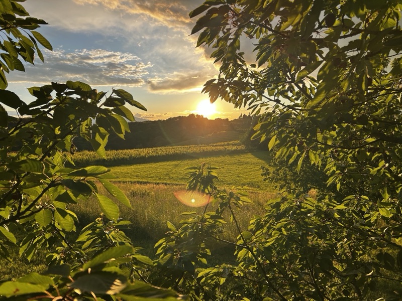 Golden sunset through leaves